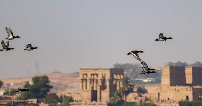Excursion d'une demi-journée à Assouan (village nubien avec observation des oiseaux)